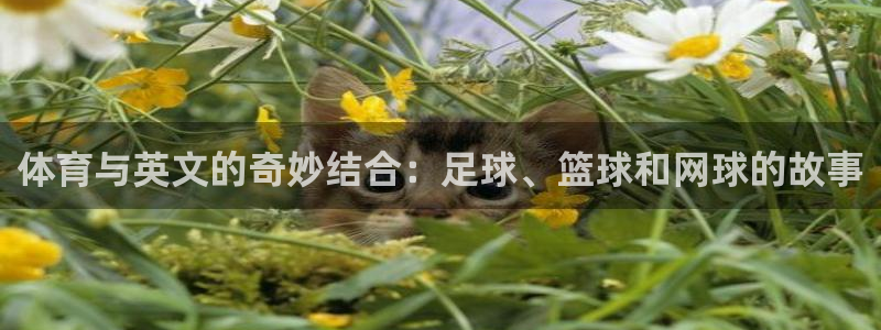 哈哈体育十年：体育与英文的奇妙结合：足球、篮球和网球的故事