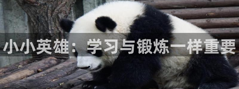 哈哈体育十年：小小英雄：学习与锻炼一样重要